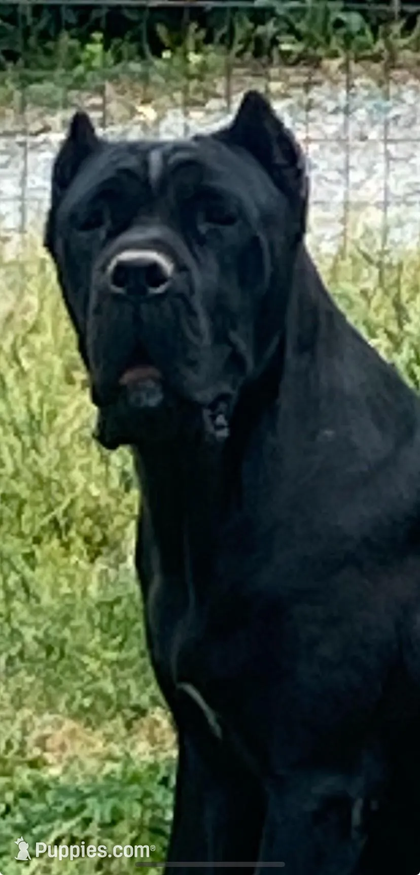 Neon Green Collar Male, a male Cane Corso for sale in Asheville, NC – Photo 3 of 6