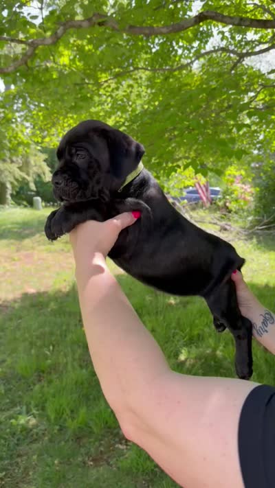 Neon Green Collar Male, a male Cane Corso for sale in Asheville, NC – 3 of 7