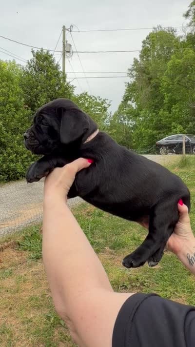 Light Pink Collar **SOLD**, a female Cane Corso for sale in Asheville, NC – 2 of 6