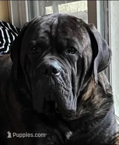 White Collar Female Harlow Litter, a female Cane Corso for sale in Asheville, NC – Photo 6 of 10