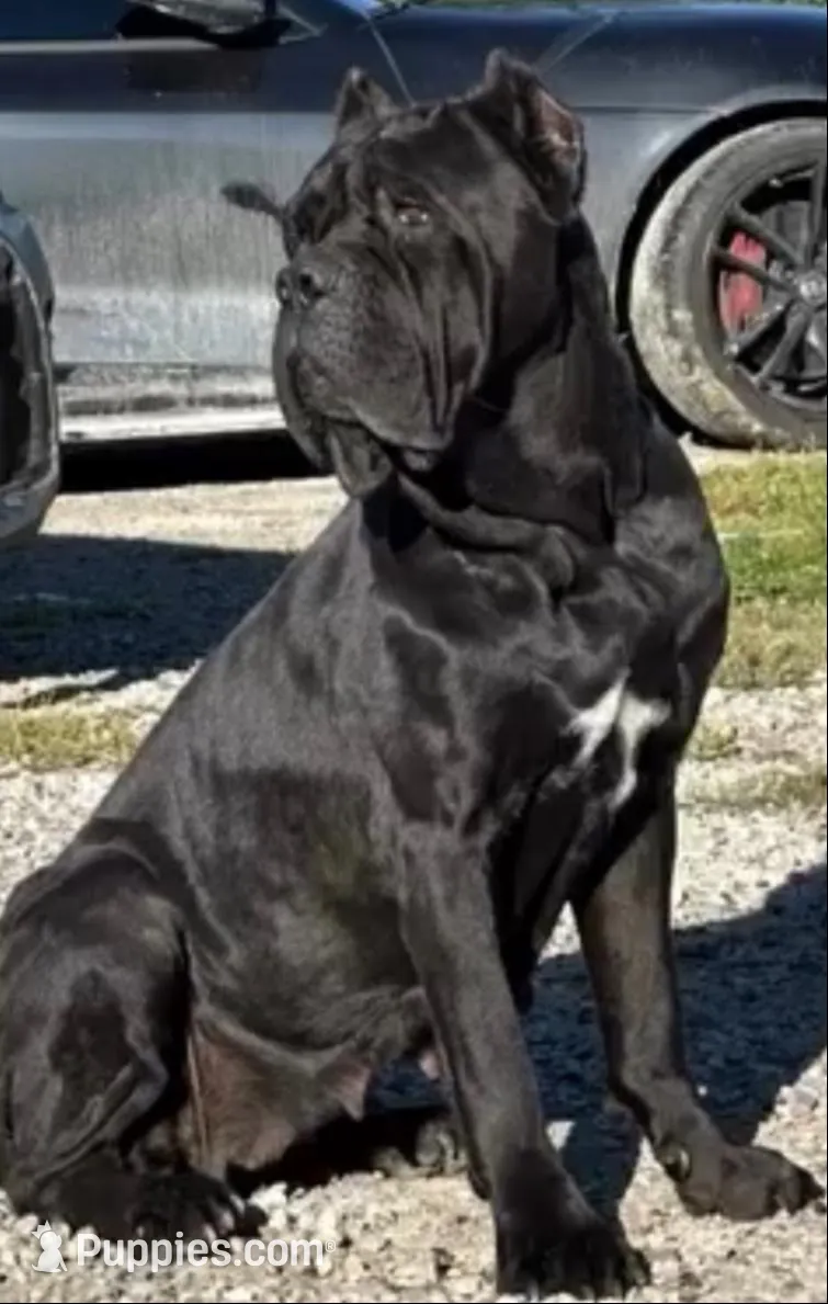 Orange Collar Male, a male Cane Corso for sale in Asheville, NC – Photo 5 of 5