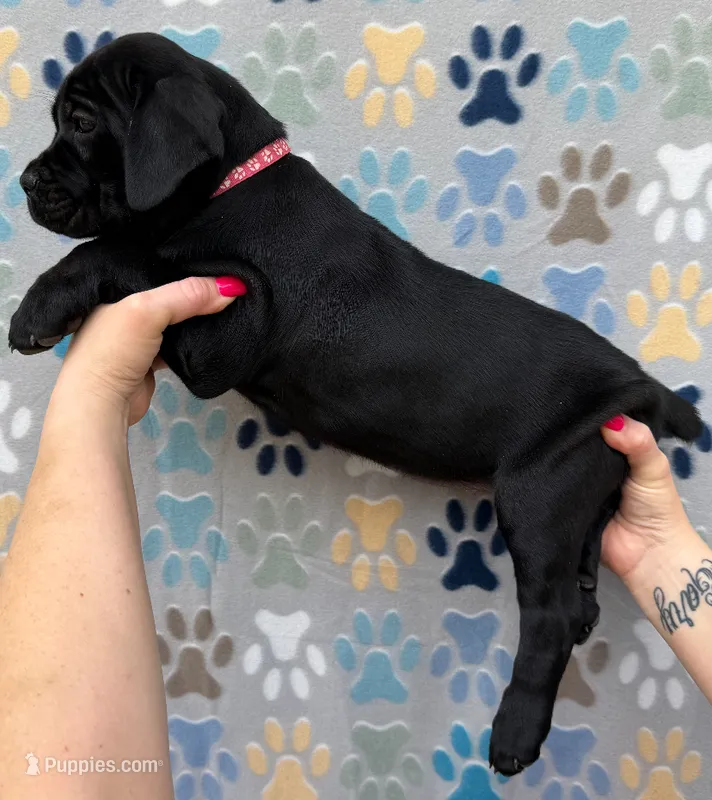 Hot Pink Collar Female – Cane Corso puppy for sale in Asheville, NC