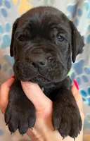 Neon Green Collar Male, a male Cane Corso for sale in Asheville, NC – Photo 2 of 6
