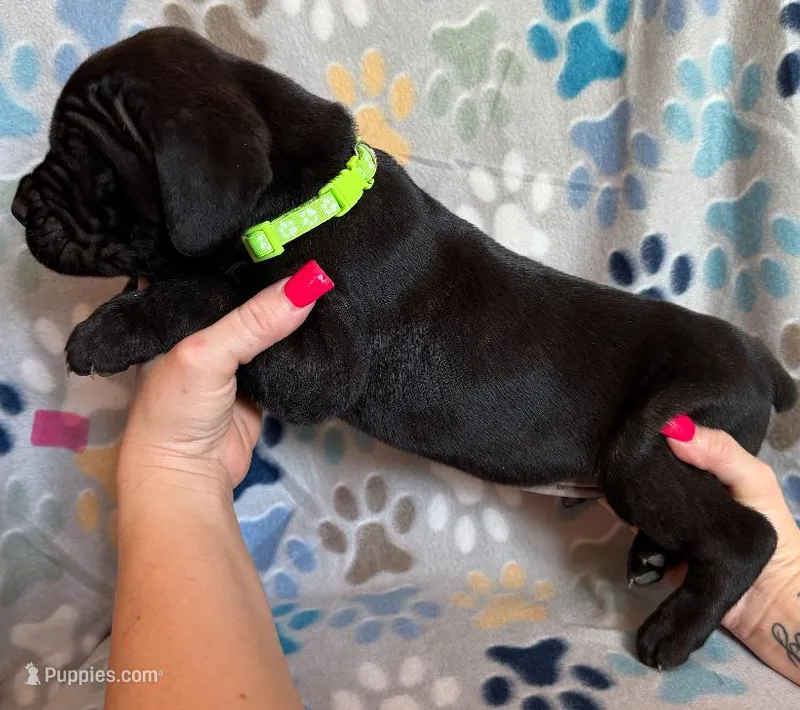 Neon Green Collar Male – Cane Corso puppy for sale in Asheville, NC