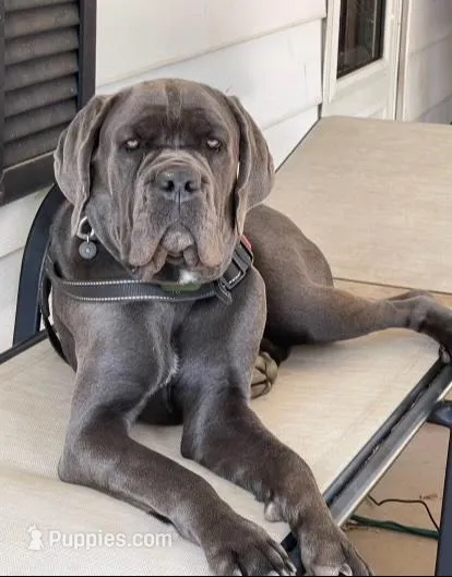 Black Collar Female Harlow Litter, a female Cane Corso for sale in Asheville, NC – Photo 9 of 10