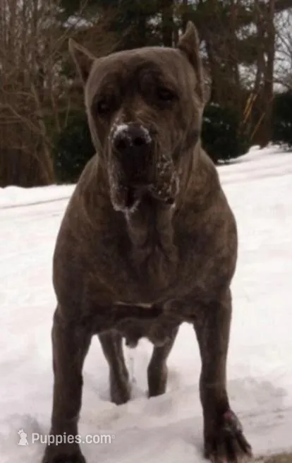 Black Collar Female Harlow Litter, a female Cane Corso for sale in Asheville, NC – Photo 5 of 10