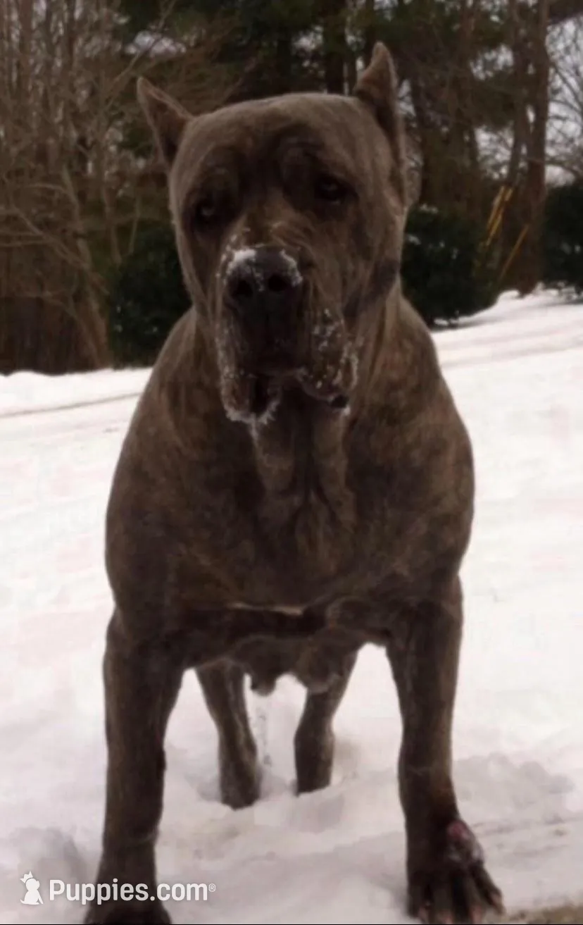 Hot Pink Collar Female, a female Cane Corso for sale in Asheville, NC – Photo 6 of 10