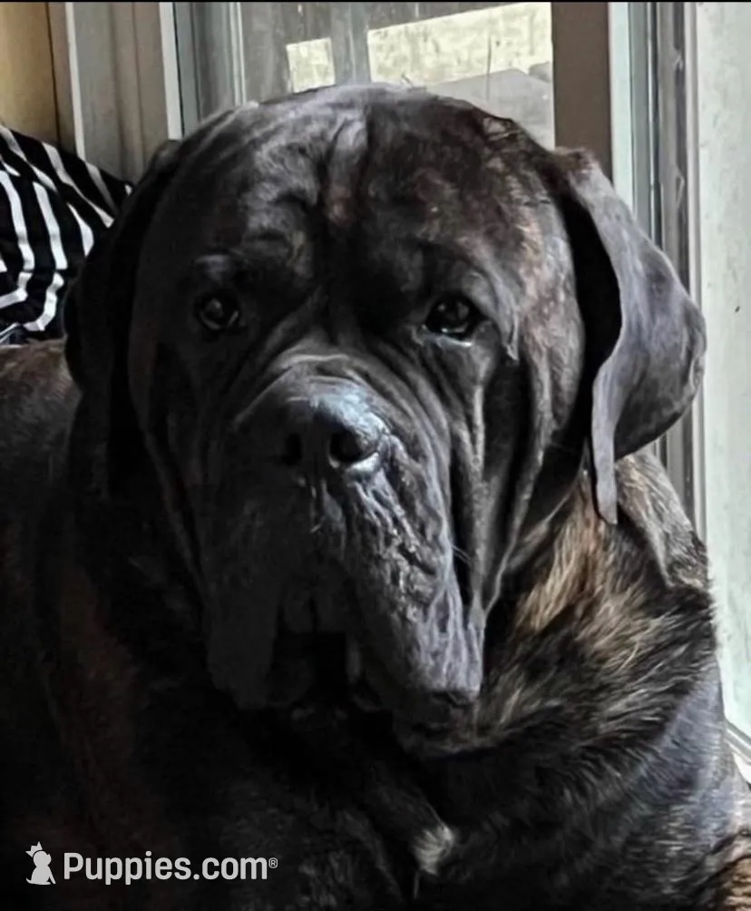 Hot Pink Collar Female, a female Cane Corso for sale in Asheville, NC – Photo 7 of 10