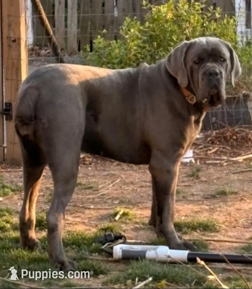 Hot Pink Collar **SOLD**, a female Cane Corso for sale in Asheville, NC – Photo 9 of 10