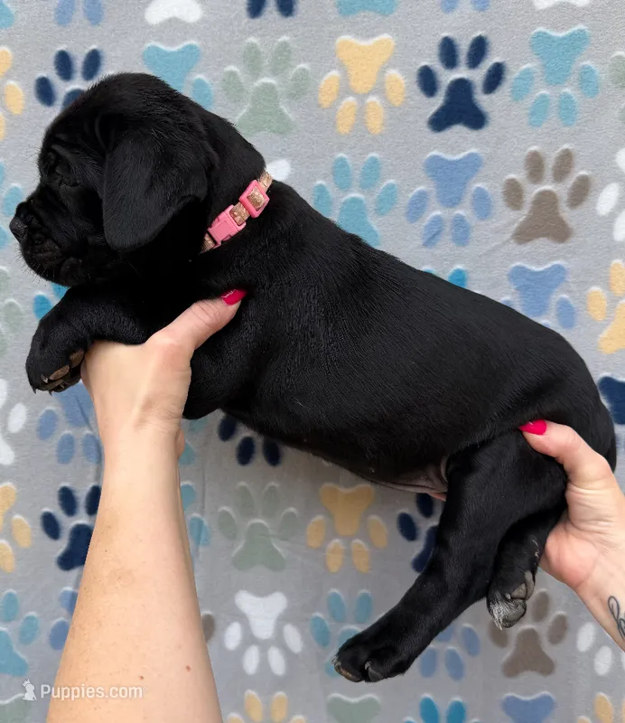 Light Pink Collar Female – Cane Corso puppy for sale in Asheville, NC