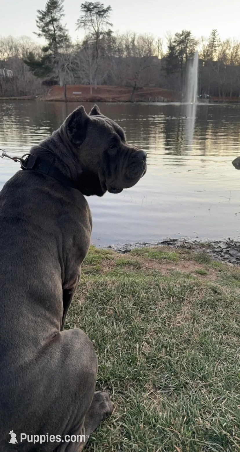 Hot Pink Collar Female, a female Cane Corso for sale in Asheville, NC – Photo 4 of 10
