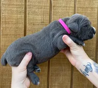 Hot Pink Collar Female, a female Cane Corso for sale in Asheville, NC – Photo 3 of 10