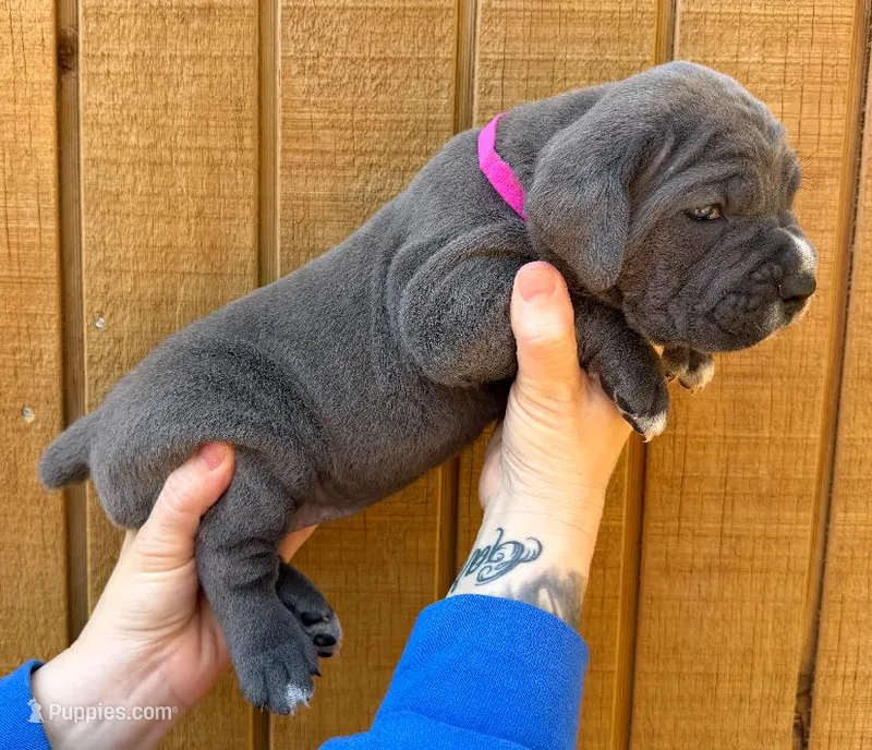 Hot Pink Collar Female – Cane Corso puppy for sale in Asheville, NC