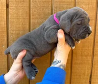 Hot Pink Collar **SOLD**, a female Cane Corso for sale in Asheville, NC – Photo 1 of 10