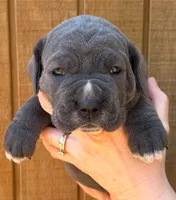 Hot Pink Collar **SOLD**, a female Cane Corso for sale in Asheville, NC – Photo 2 of 10