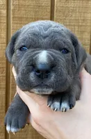 Hot Pink Collar Female, a female Cane Corso for sale in Asheville, NC – Photo 2 of 10