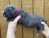 Hot Pink Collar Female, a female Cane Corso for sale in Asheville, NC – Photo 1 of 10