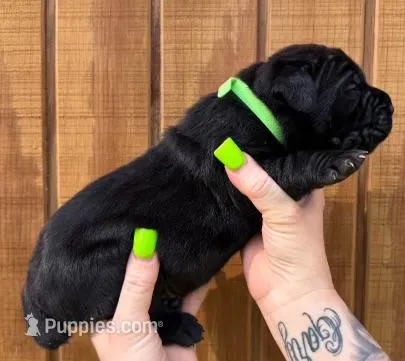 Neon Green Collar Male Harlow Litter – Cane Corso puppy for sale in Asheville, NC