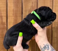 Neon Green Collar Male Harlow Litter, a male Cane Corso for sale in Asheville, NC – Photo 1 of 10