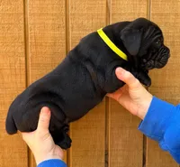 Neon Green Collar Male **SOLD**, a male Cane Corso for sale in Asheville, NC – Photo 2 of 10