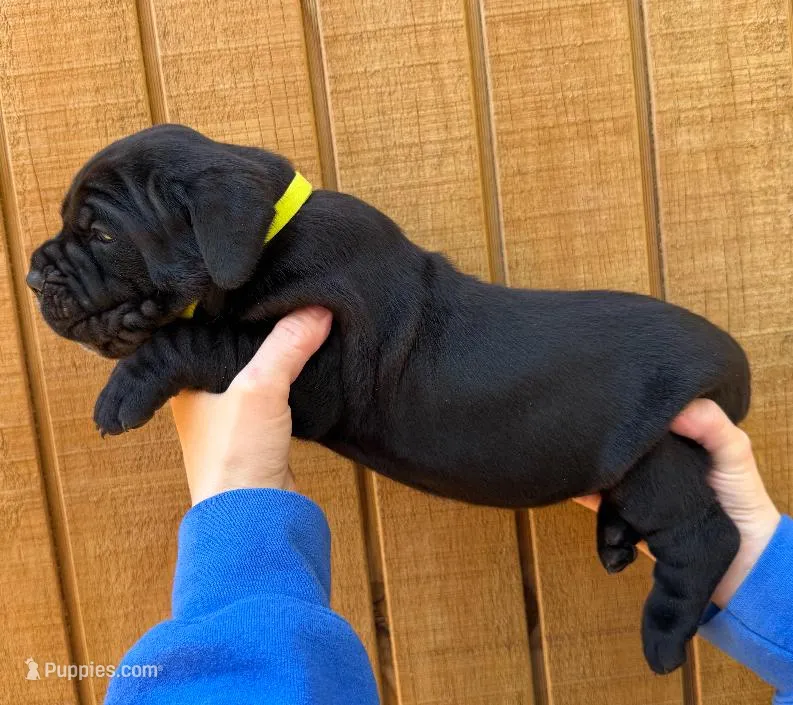Neon Green Collar Male **SOLD** – Cane Corso puppy on hold in Asheville, NC
