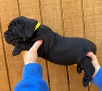 Neon Green Collar Male **SOLD**, a male Cane Corso for sale in Asheville, NC – Photo 1 of 10