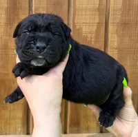 Neon Green Collar Male Harlow Litter, a male Cane Corso for sale in Asheville, NC – Photo 2 of 10