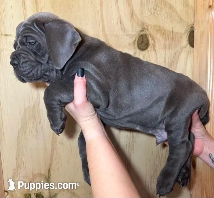 Neon Green Collar Male Harlow Litter, a male Cane Corso for sale in Asheville, NC – Photo 8 of 10
