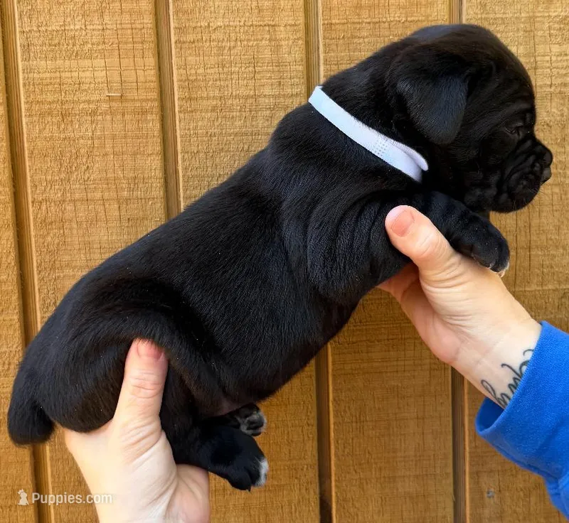 White Collar Female – Cane Corso puppy for sale in Asheville, NC