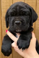 Green Collar Female, a female Cane Corso for sale in Asheville, NC – Photo 2 of 10