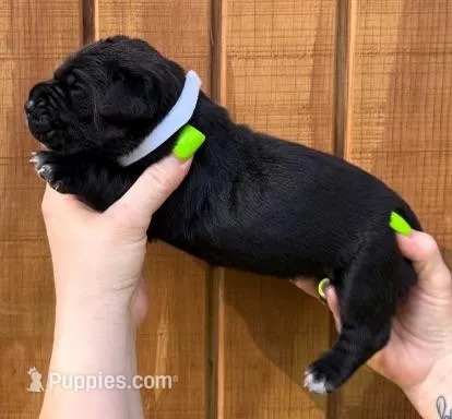 White Collar Female Harlow Litter – Cane Corso puppy for sale in Asheville, NC