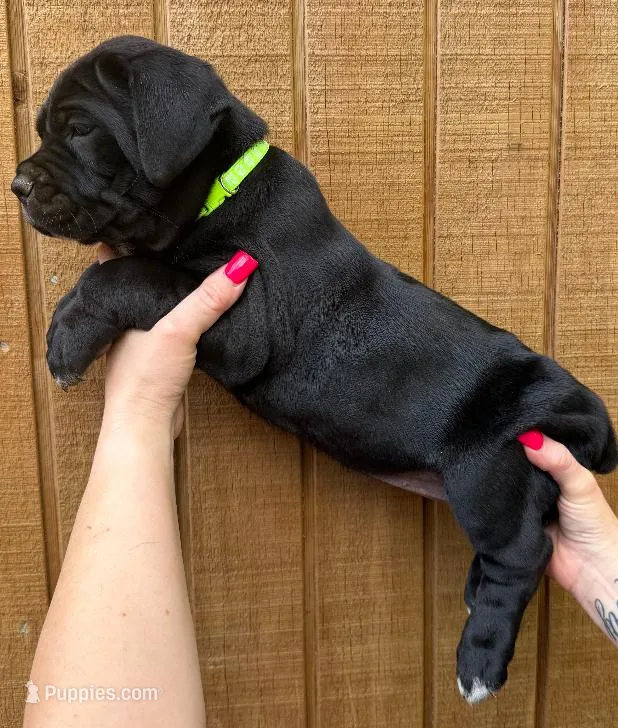 Green Collar Female – Cane Corso puppy on hold in Asheville, NC