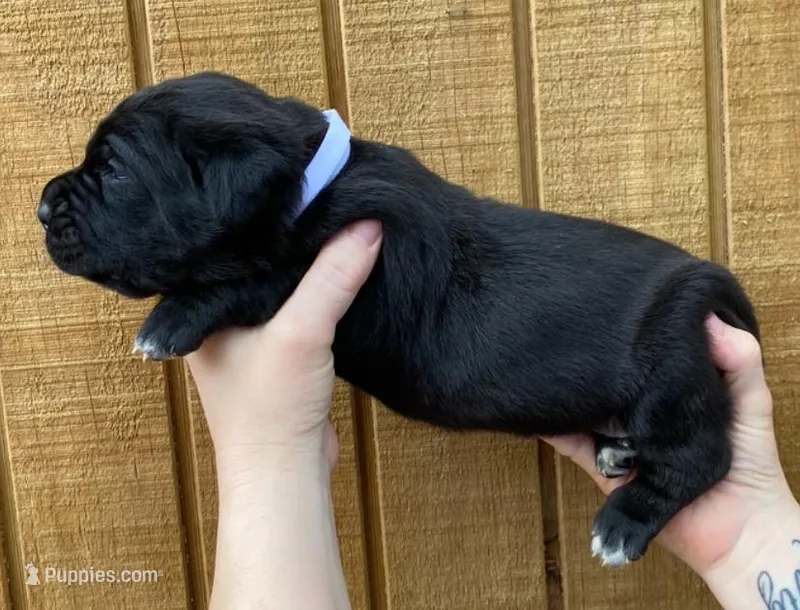 White Collar Female – Cane Corso puppy for sale in Asheville, NC