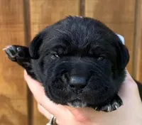 White Collar Female Harlow Litter, a female Cane Corso for sale in Asheville, NC – Photo 2 of 10