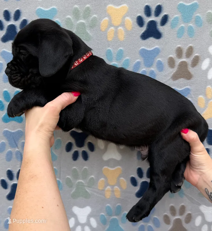 Red Collar Male – Cane Corso puppy for sale in Asheville, NC