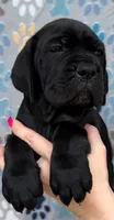 Purple Collar **SOLD**, a female Cane Corso for sale in Asheville, NC – 2 of 7