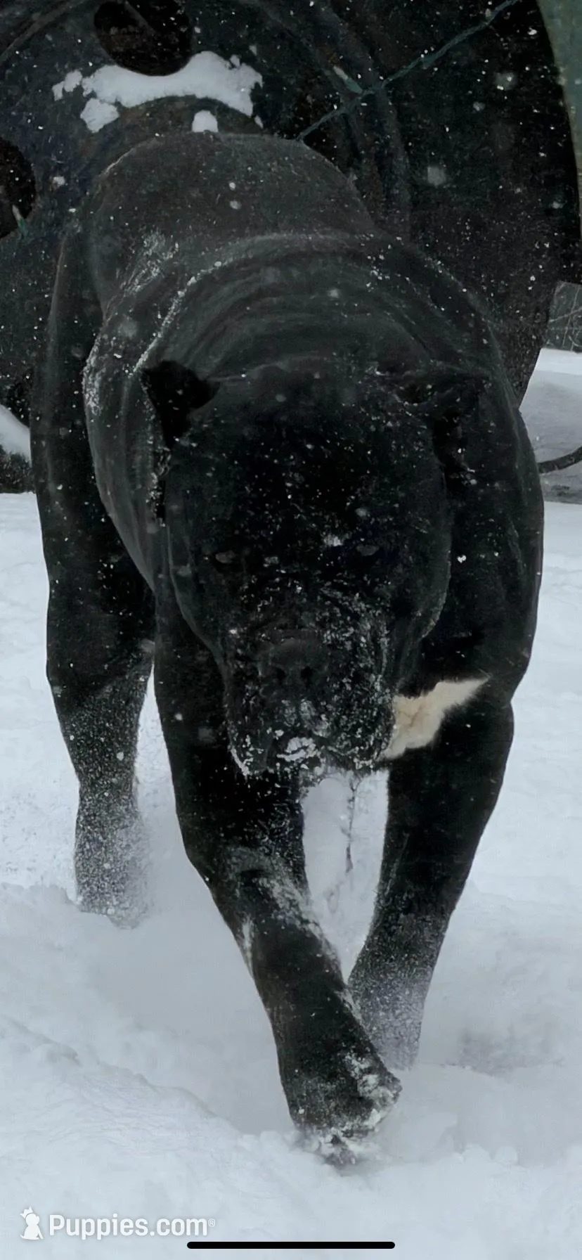 Neon Green Collar Male Harlow Litter, a male Cane Corso for sale in Asheville, NC – Photo 4 of 10