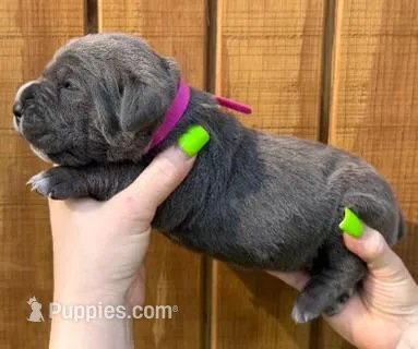 Hot Pink Collar Female Harlow Litter – Cane Corso puppy for sale in Asheville, NC