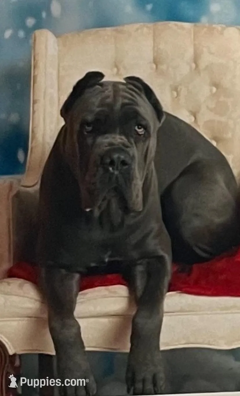 Hot Pink Collar Female, a female Cane Corso for sale in Asheville, NC – Photo 10 of 10