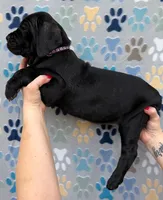 Purple Collar **SOLD**, a female Cane Corso for sale in Asheville, NC – 3 of 7