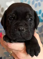 Red Collar Male, a male Cane Corso for sale in Asheville, NC – Photo 2 of 6