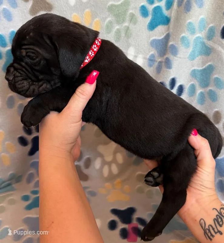 Red Collar Male – Cane Corso puppy for sale in Asheville, NC