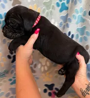 Red Collar Male, a male Cane Corso for sale in Asheville, NC – Photo 1 of 6