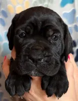 Purple Collar Female, a female Cane Corso for sale in Asheville, NC – Photo 2 of 6