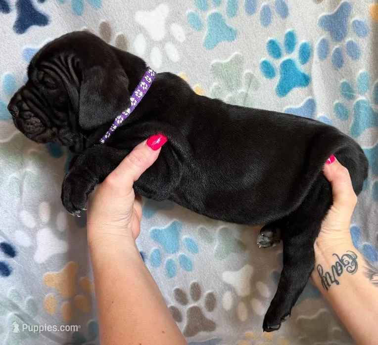 Purple Collar Female – Cane Corso puppy for sale in Asheville, NC