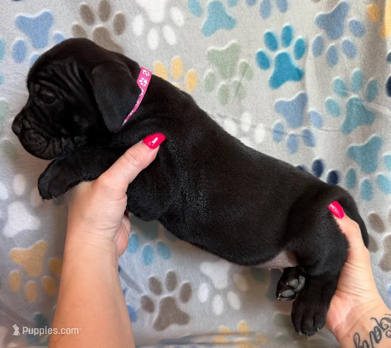 Hot Pink Collar Female – Cane Corso puppy for sale in Asheville, NC