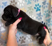 Hot Pink Collar Female, a female Cane Corso for sale in Asheville, NC – Photo 1 of 6