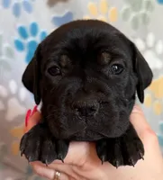 Hot Pink Collar Female, a female Cane Corso for sale in Asheville, NC – Photo 2 of 6