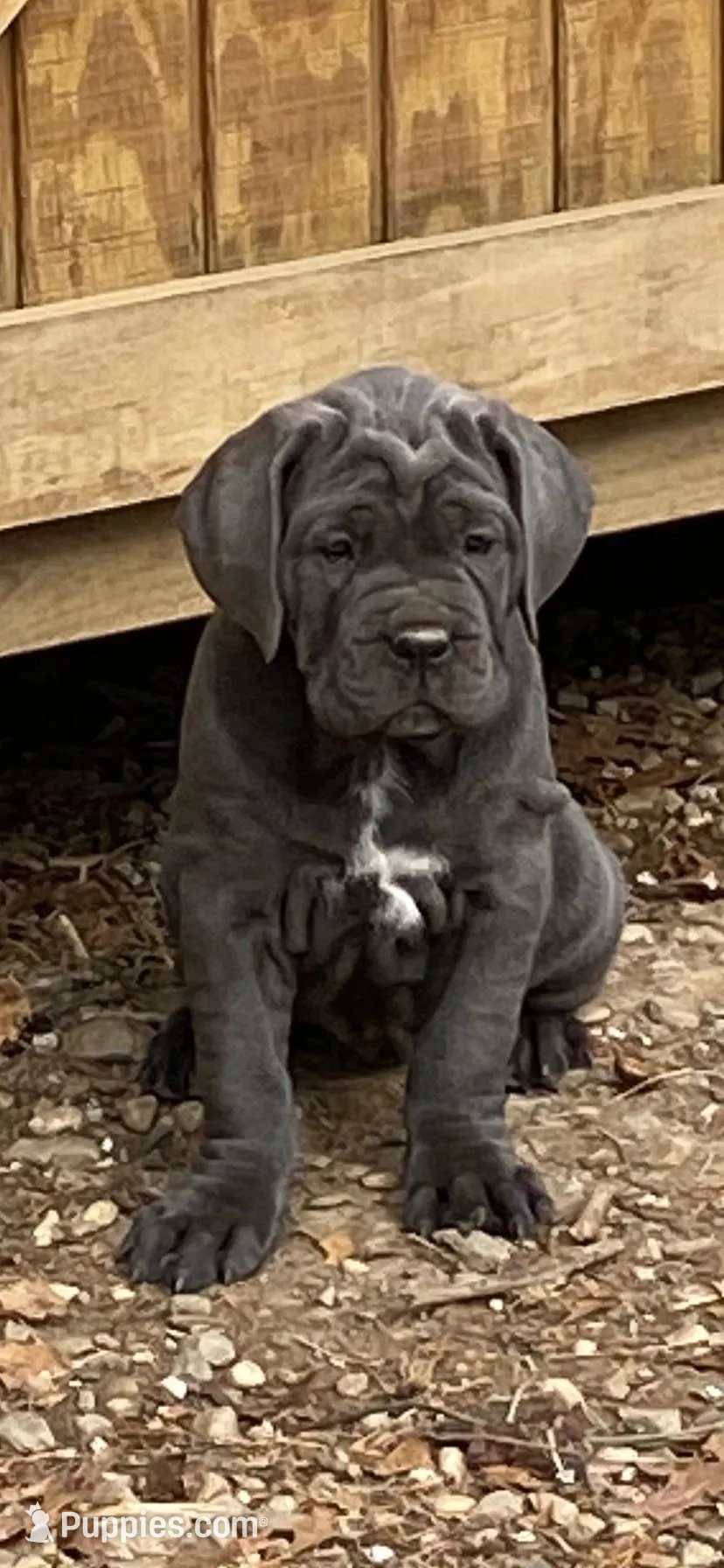 White Collar Female Harlow Litter, a female Cane Corso for sale in Asheville, NC – Photo 7 of 10