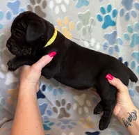 Yellow Collar Female, a female Cane Corso for sale in Asheville, NC – Photo 1 of 6